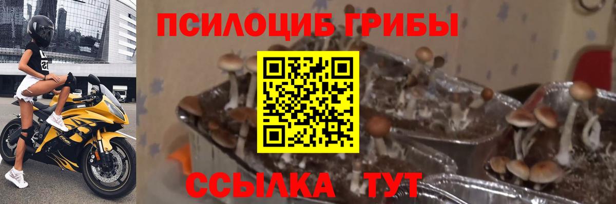 Псилоцибиновые грибы Cubensis Спасск-Дальний